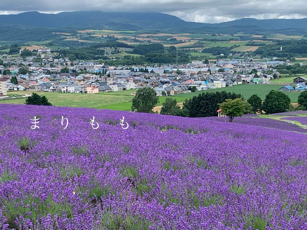 北海道の景色の投稿画像 By まりももさん 富良野と北海道と小花好きと紫の花と北海道の景色と富良野と北海道と小花好きと紫の花 月8月 19日 Greensnap グリーンスナップ Greensnap グリーンスナップ