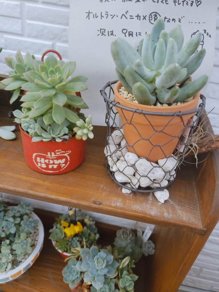 多肉植物の投稿画像 By 芽吹さん 多肉植物 韓国苗とエケベリア属と多肉女子と多肉植物とサボテンとつぶつぶ祭りと花のある暮らしと多肉棚と多肉植物 多肉の有るくらし 月8月19日 Greensnap グリーンスナップ