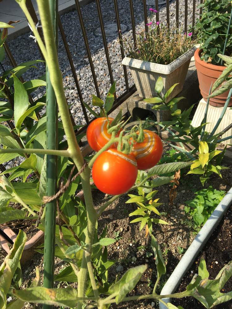 一度は成功させたいタイガートマト Greensnap グリーンスナップ