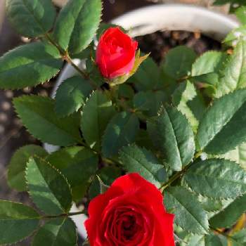 ミニ薔薇初心者の画像 by pochikoさん | 小さな庭とミニ 薔薇とミニ薔薇初心者とお花大好きとおうち園芸と我が家の庭からと花のある暮らし
