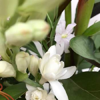 ブライダルの画像 by まゆちこさん | 部屋とチューベローズと夏のお花とブライダルとフラワーアレンジメントと花のある暮らしと花が好き