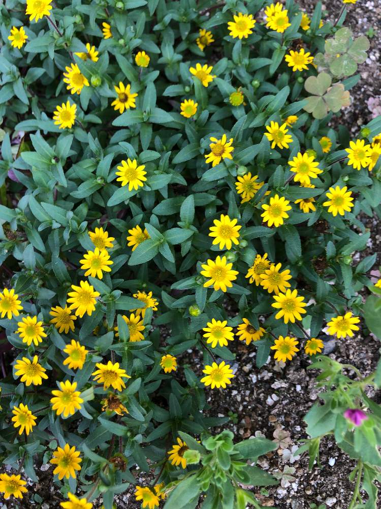 サンビタリア グレートイエローの投稿画像 By さくらっとさん 月8月19日 Greensnap グリーンスナップ