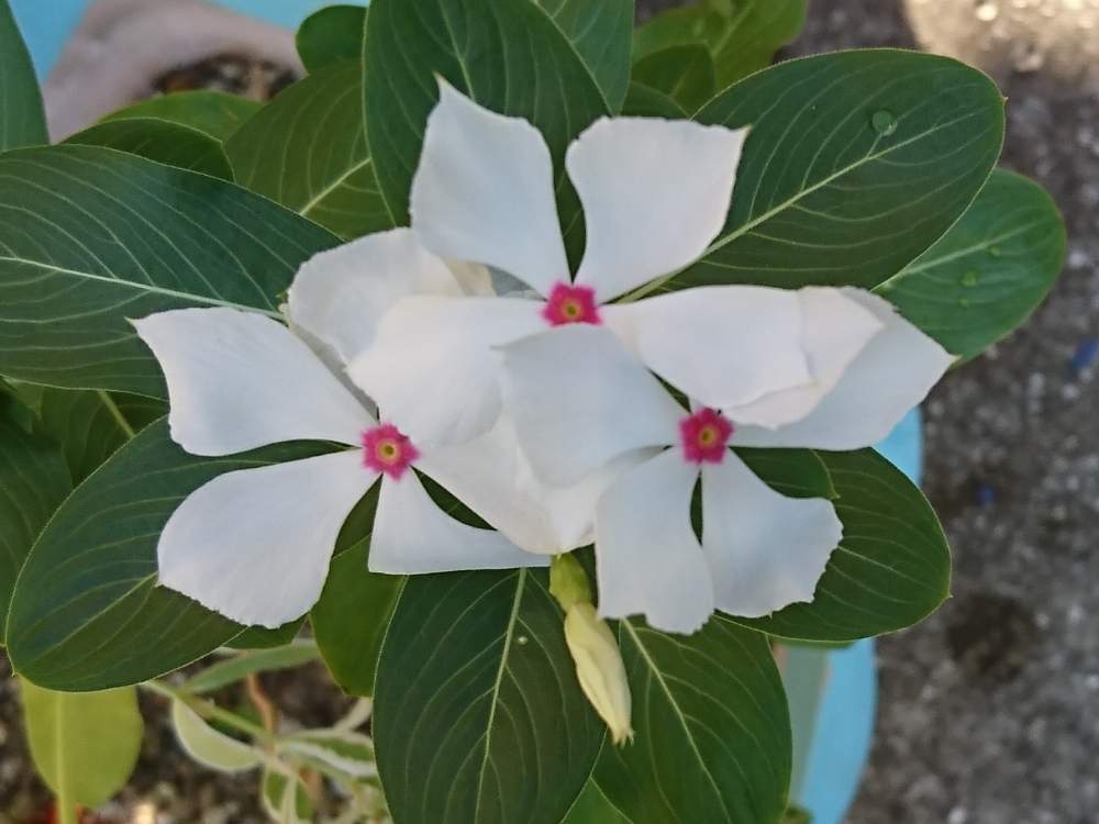 ニチニチソウの投稿画像 By 希 さん 花のある暮らしとおうち園芸 月8月19日 Greensnap グリーンスナップ