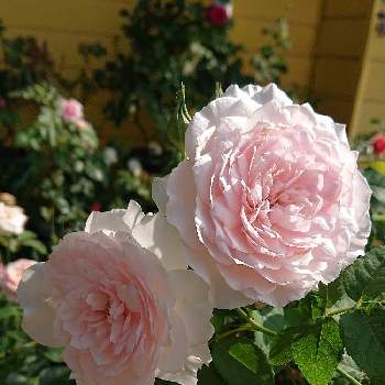 たまらない！の画像 by ＹＵＭＩＫＯさん | 小さな庭と私の癒し♡と綺麗〜❤️と薔薇愛同盟と花が好き❤とみさき バラと大好きとおうち園芸とお花に癒されてと植中毒と薔薇が好き❤といい香りとたまらない！と花のある暮らしとかわいいな♡といい色♡