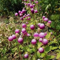 センニチコウの画像