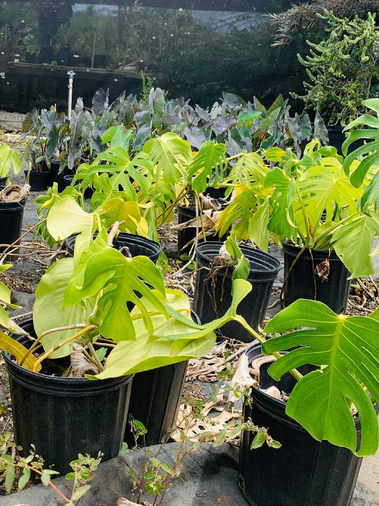 Koba S Nursery Waimanalo Hawai I Greensnap グリーンスナップ