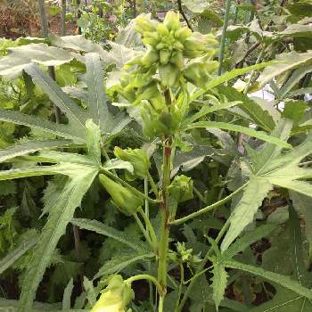 オクラの花の蕾の投稿画像一覧 Greensnap グリーンスナップ