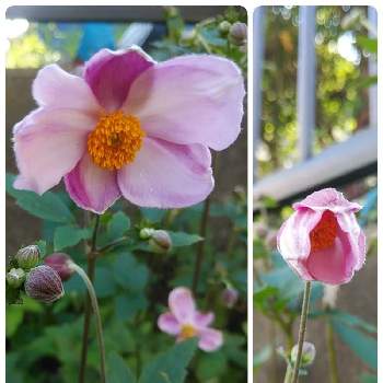 花弁が無い花の投稿画像一覧 Greensnap グリーンスナップ