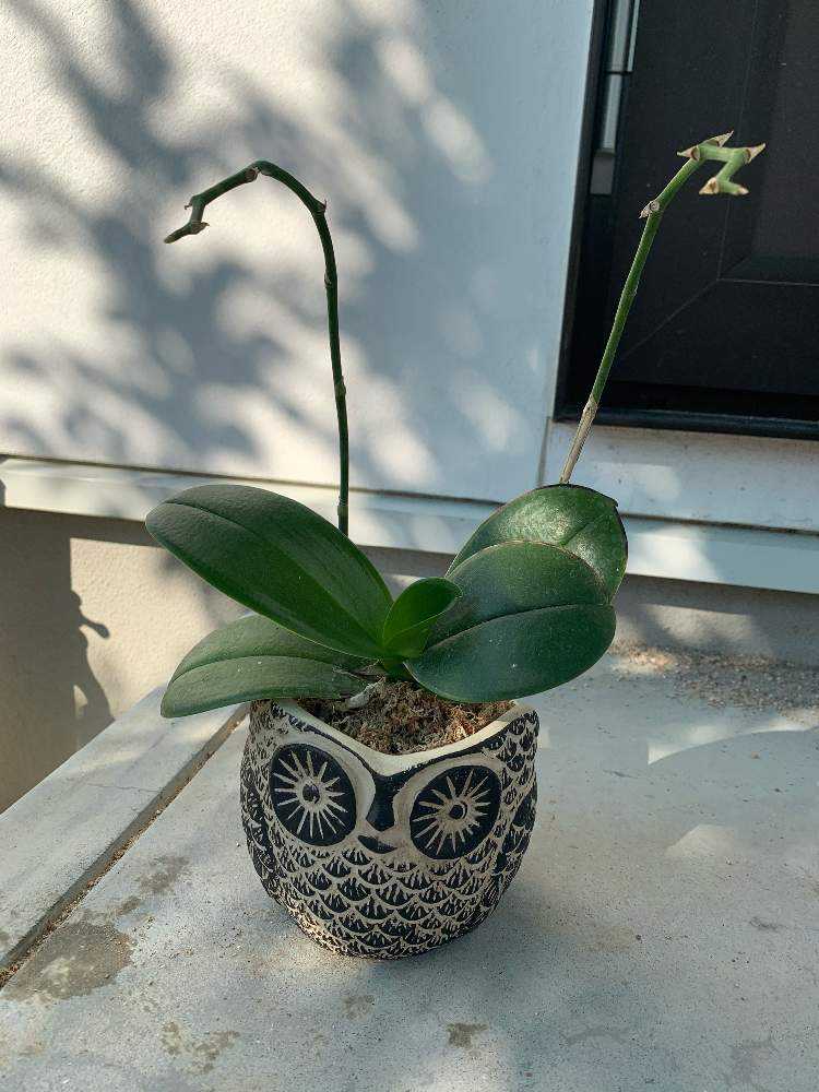 胡蝶蘭の成長記録 Greensnap グリーンスナップ