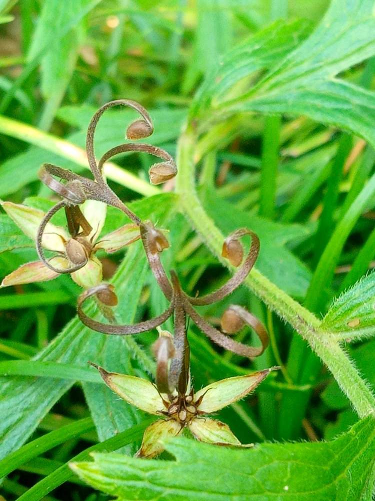 ゲンノウシヨウコの種の弾けた後の投稿画像 By トッコさん 種 と山野草と猛暑と公園と植物園と真夏 月8月19日 Greensnap グリーンスナップ