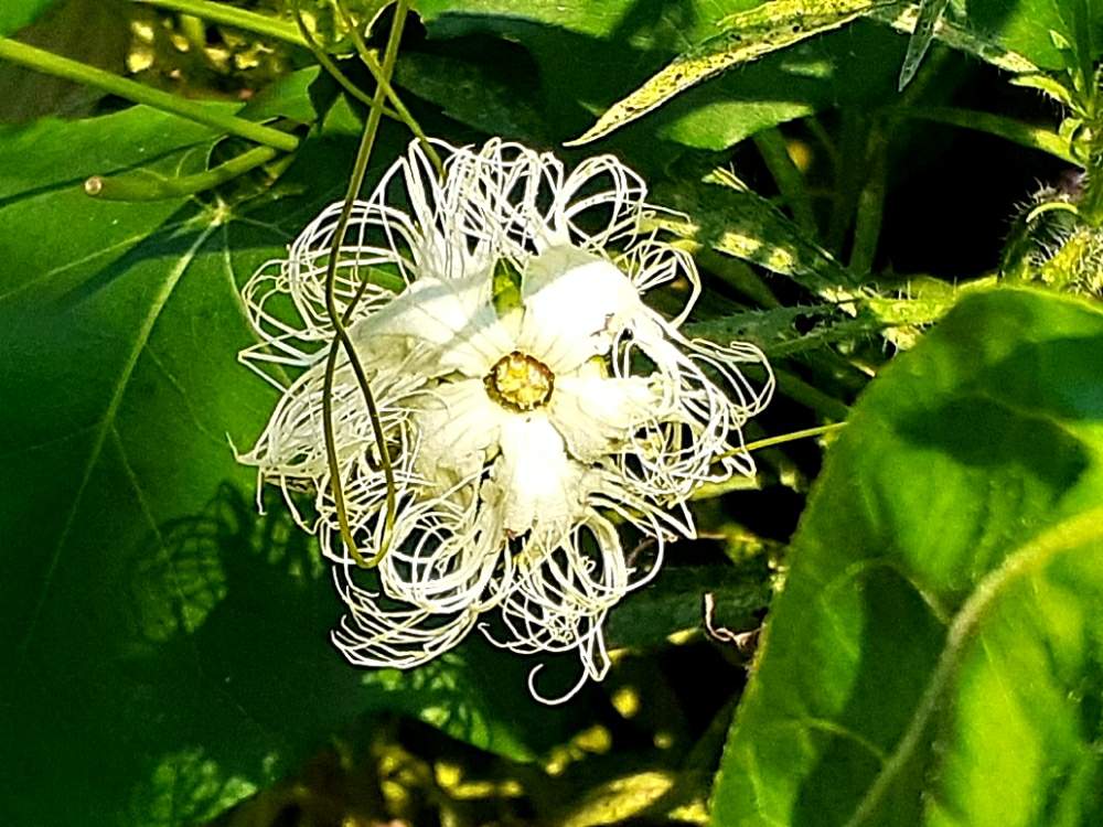 キカラスウリ の投稿画像 By さくら貝さん スマホ撮影と湧き水と三島梅花藻の里と花びらとキカラスウリの花 とお花 月8月19日 Greensnap グリーンスナップ