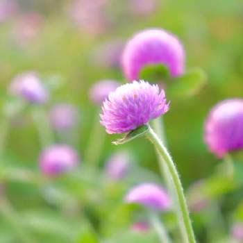 猛暑に負けずの画像 by yamatotoさん | 小さな庭とピンク色と健気と猛暑に負けずと可愛いと千日紅＊と花のある暮らしとチーム福岡