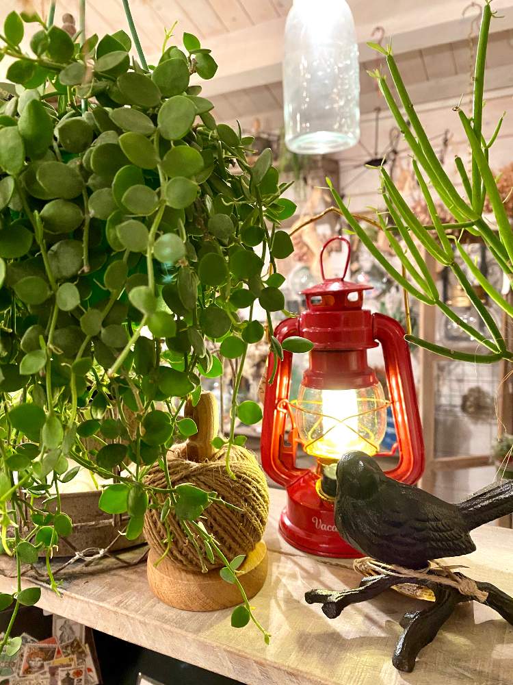 ディスキディアヌンムラリアの投稿画像 By Toujours Jardin Fukitei トゥージュール ジャルダン フウキテイ さん 岡山 市と福山とガーデン雑貨と福山市とグリーンインテリアとペペロミア真亜子 とインテリアと植物とナチュラルガーデンと島根県とおうち園芸と