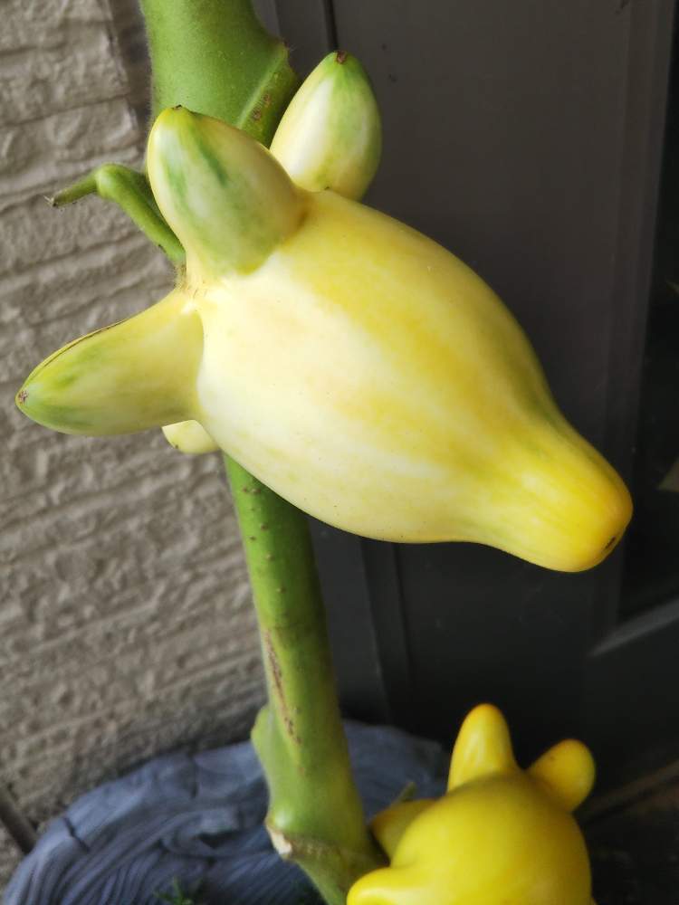 フォックスフェイスの投稿画像 By ありんこさん 不思議な花と観葉植物とおうちde菜園とフォックスフェイス と茄子科と不思議な花と観葉植物とおうちde菜園とフォックスフェイス と茄子科 月8月19日 Greensnap グリーンスナップ