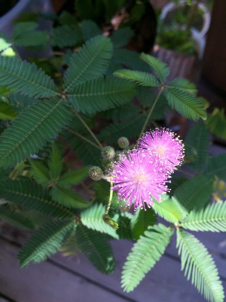 オジギソウの投稿画像 By ぽんぽこわんこさん 月8月19日 Greensnap グリーンスナップ