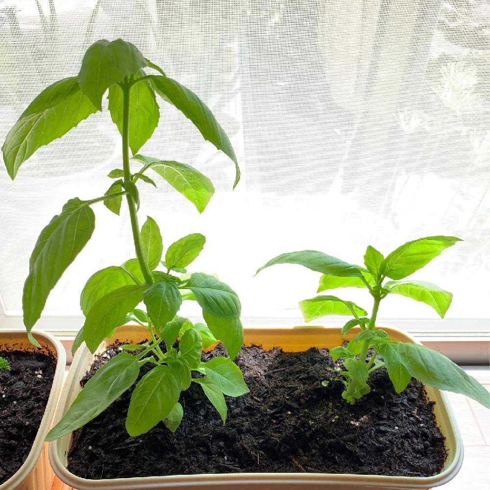 バジルの投稿画像 By もものすけさん 室内で育ててますとおうちde菜園とおうち園芸とハーブとメネデールと良い香り 月8月19日 Greensnap グリーンスナップ