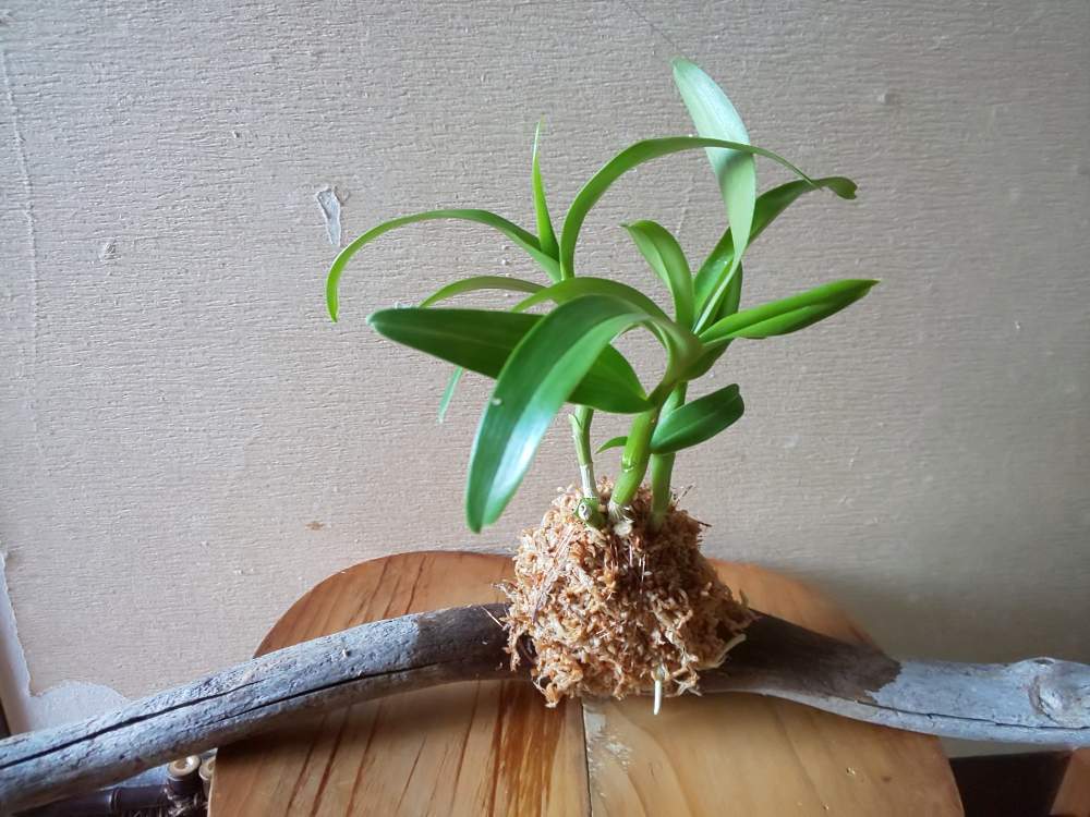 デンドロビウム苔玉 Greensnap グリーンスナップ