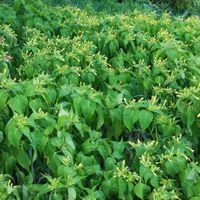 オシロイバナの画像