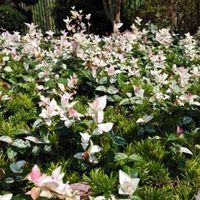 ハツユキカズラの画像