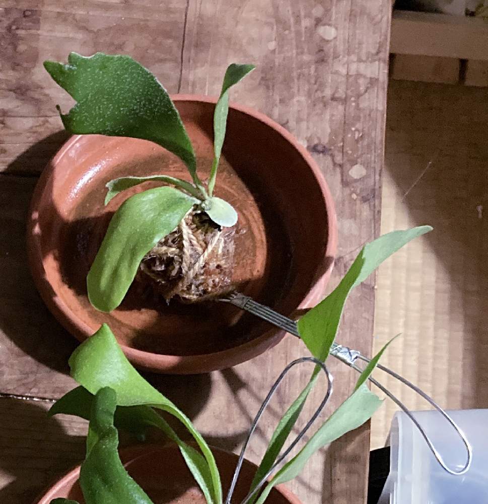 ネザーランドの投稿画像 By 橘 加絵さん ウラボシ科とnetherlandとビカクシダ属とネザランズとナフコと麋角羊歯とplatyceriumと板付けと園芸資材 月8月日 Greensnap グリーンスナップ