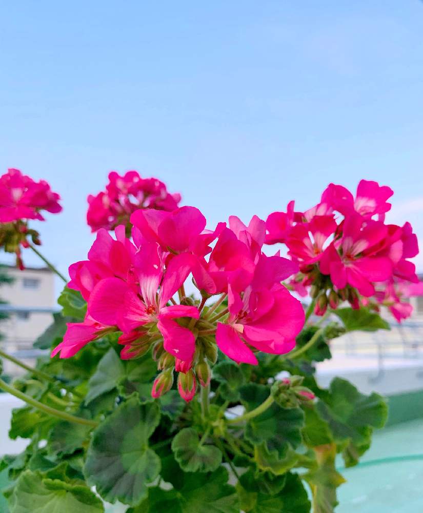 ゼラニウムの投稿画像 By 花美月さん ピンクの花とピンク ピンクと自然大好きとおうち園芸と自然の癒しとガーデニング 月8月日 Greensnap グリーンスナップ