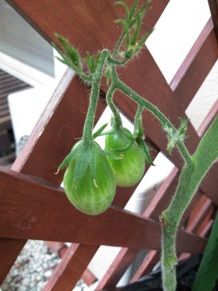 スーパーのミニトマトの種からの栽培記録 ８ 9月3日 木 追記 Greensnap グリーンスナップ