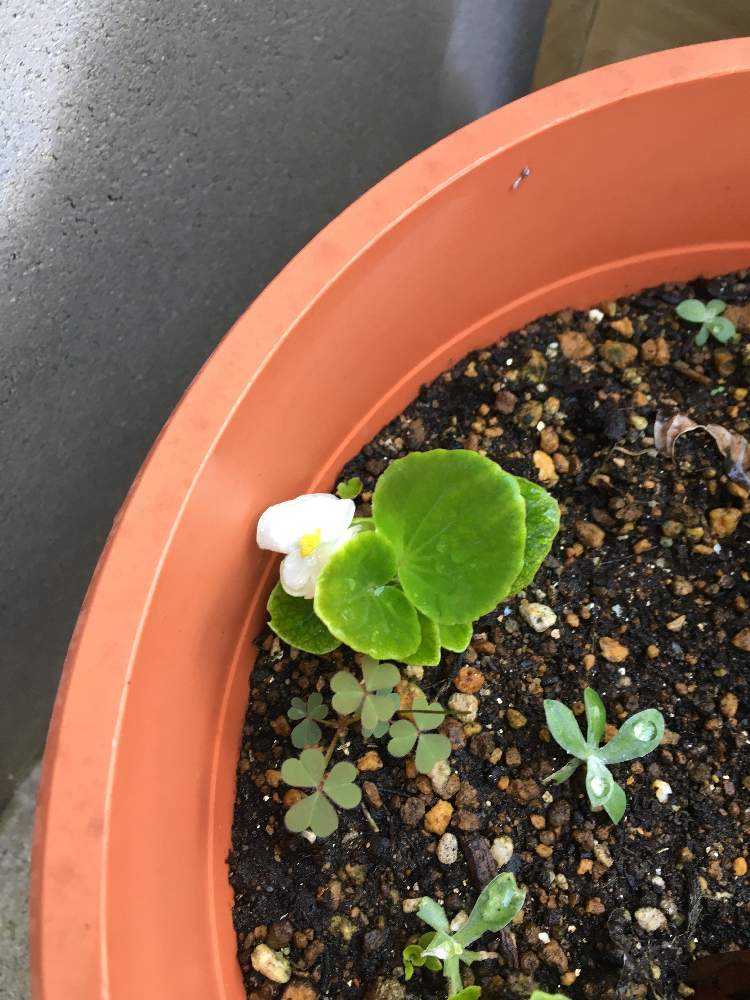 きよさんの投稿画像 月8月日 Greensnap グリーンスナップ