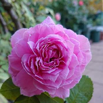 たまらない！の画像 by ＹＵＭＩＫＯさん | 小さな庭と私の癒し♡と綺麗〜❤️とルシエルブルー❤と薔薇愛同盟と花が好き❤と大好きとおうち園芸とお花に癒されてと植中毒と薔薇が好き❤とたまらない！と花のある暮らしとかわいいな♡といい色♡