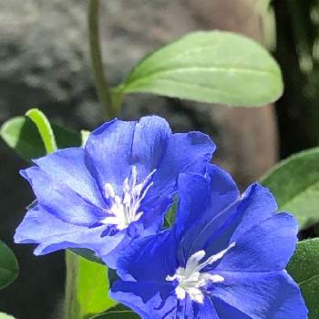 暑さに負けない！の画像 by レモンライムさん | 小さな庭とアメリカンブルーとスマホ撮影と感謝♡と暑さのなかでと暑さに負けない！とヒゲダン ♫と開花期間が長いと花のある暮らしと爽やかな色とブルーの花と生育旺盛とゆらゆら～