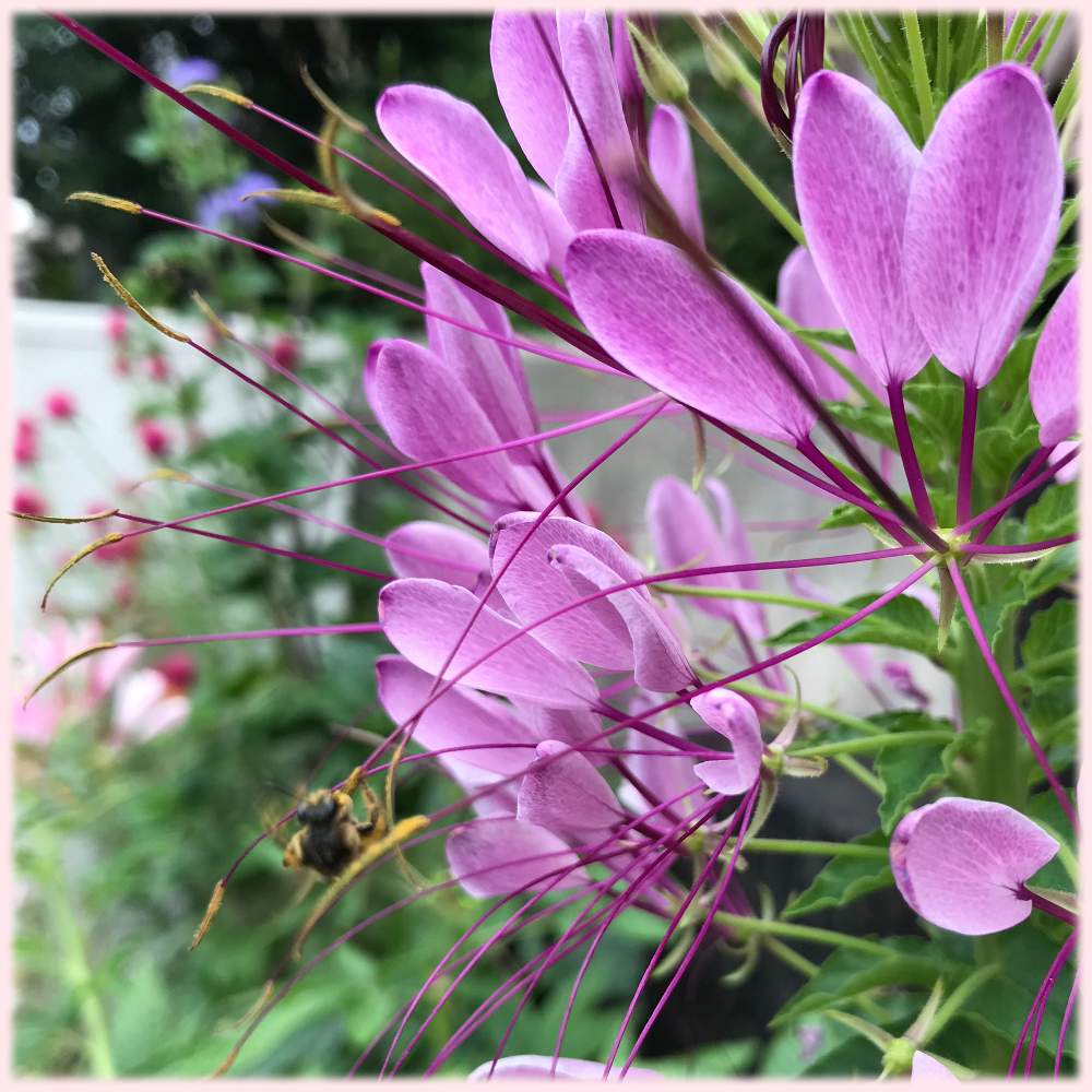 クレオメの投稿画像 By Mimimamaさん ガーデニングと花のある暮らしとおうち園芸と小さな庭とガーデニングと花のある暮らしとおうち園芸 月8月日 Greensnap グリーンスナップ Greensnap グリーンスナップ