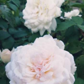 ステファニー グッテンベルグの画像 by 律さん | 小さな庭とステファニー グッテンベルグとお花大好き♡と薔薇に魅せられてとバラと夢CLUBと白いお花とガーデニングと花のある暮らしと薔薇♪