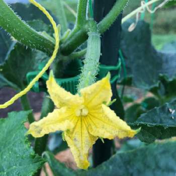 きゅうりの花と実の投稿画像一覧 Greensnap グリーンスナップ