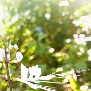 夏の象徴の投稿画像一覧 Greensnap グリーンスナップ