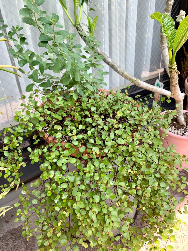 ワイヤープランツの投稿画像 By オヒアレフアさん 観葉植物と ワイヤープランツと暑さに強い 月8月日 Greensnap グリーンスナップ