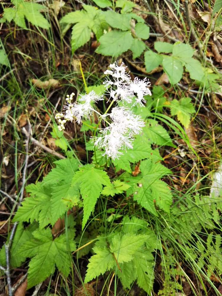 モミジカラマツの投稿画像 By しぶさん 山野草と野草 月8月日 Greensnap グリーンスナップ