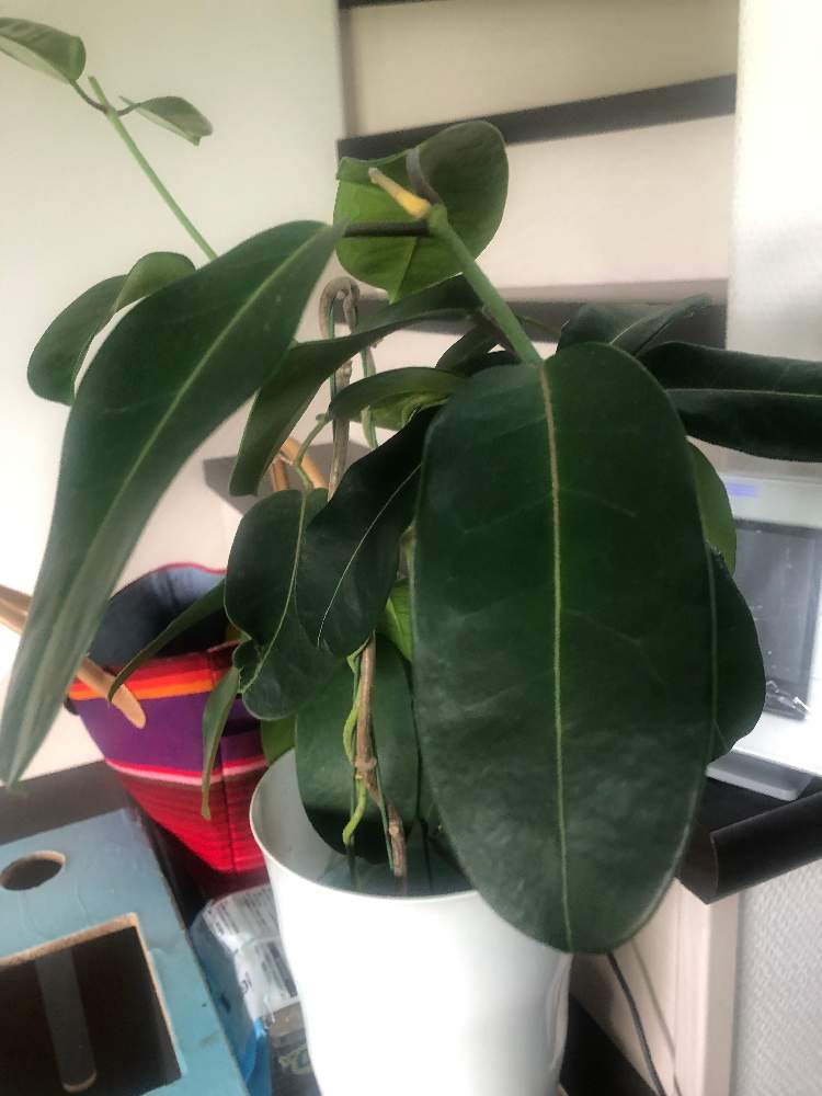 マダガスカルジャスミンの投稿画像 By シュレムさん 月8月日 Greensnap グリーンスナップ