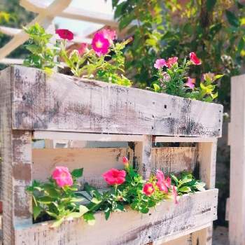 パレットの画像 by TAKA丸さん | 広い庭とペチュニアとピンク ぴんく Pinkと花壇と夏の花と花壇DIYとおうち園芸とおうちで楽しむ夏の草花フォトコンとパレットとDIYとガーデニング