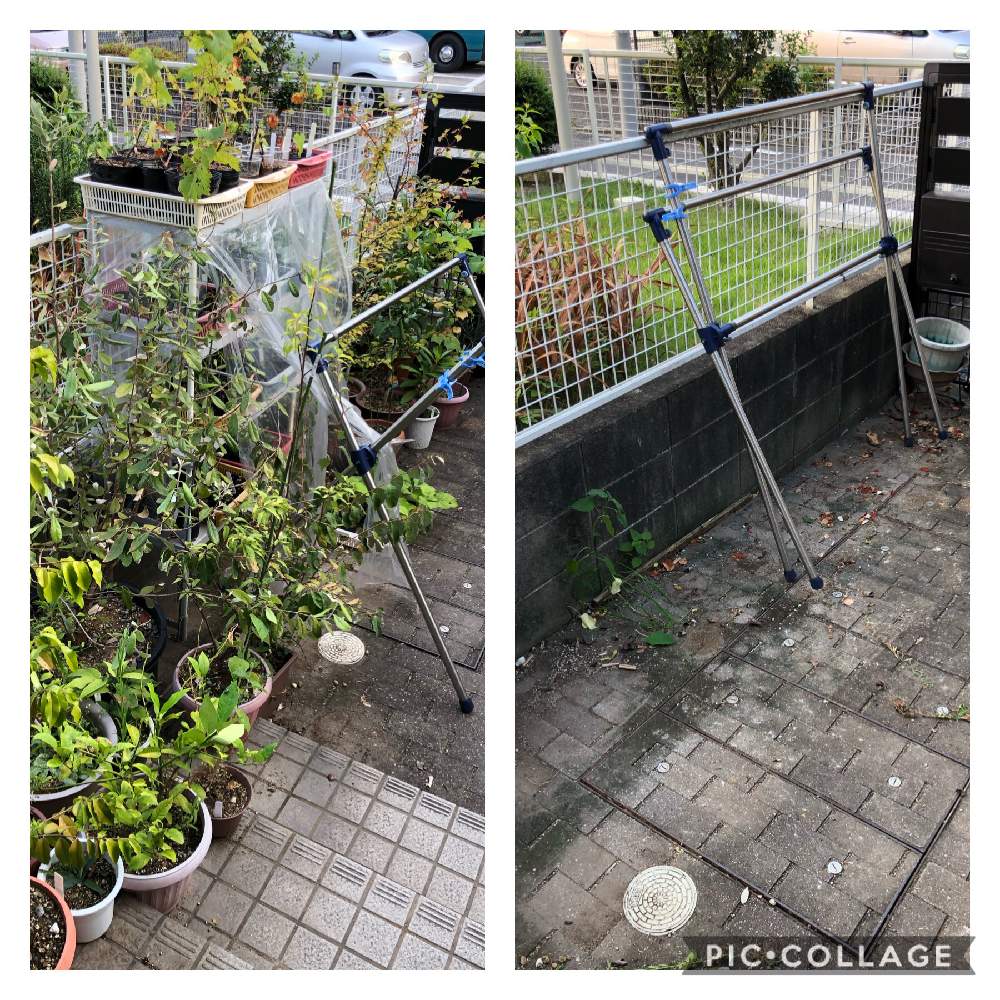 小さな庭の投稿画像 By ジョウさん 果樹と果物とおうち園芸と鉢植えと地植えとフルーツと果樹と果物とおうち園芸と鉢植えと地植えとフルーツ 月8月日 Greensnap グリーンスナップ Greensnap グリーンスナップ