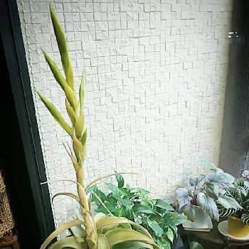 キセログラフィカ花の投稿画像一覧 Greensnap グリーンスナップ