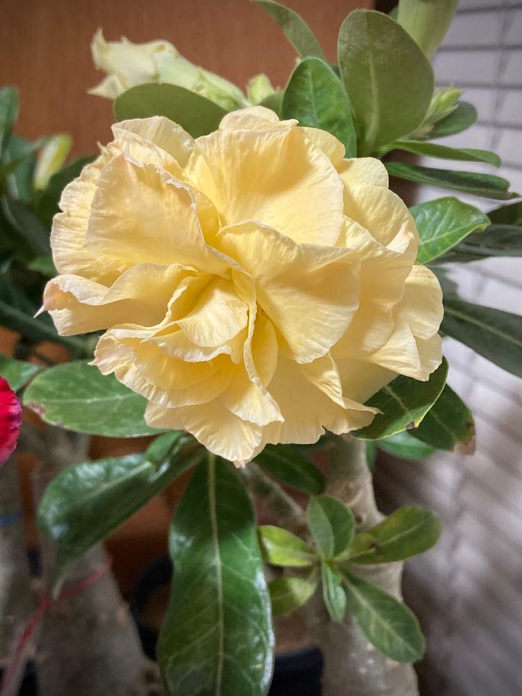 アデニウムの投稿画像 By 大福 もこもこ さん 砂漠のバラとアデニウム 八重咲きと窓辺と多肉植物と栽培記録と八重咲きと砂漠の薔薇 アデニウムと塊根植物と花のある暮らしと北海道と多肉植物と栽培記録と八重咲きと砂漠の薔薇 アデニウムと塊根植物と花のある暮らしと