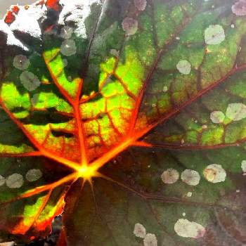 ミステリアスなの画像 by キラライ　ブツ子さん | collaboキラとfashionableとミステリアスなとドットと水玉の葉っぱとヒカリと色目が素敵とレックスベゴニア☘️