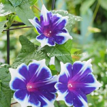 西洋朝顔 スノーフレークの投稿画像一覧 Greensnap グリーンスナップ