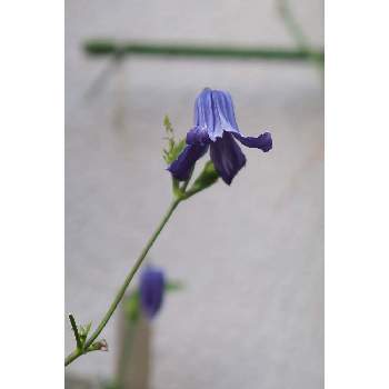 篭口（クレマチス）の画像 by 我楽多さん | 小さな庭と篭口（クレマチス）と８月の花とOM-D E-M1ⅡとOLY 17mm F1.2