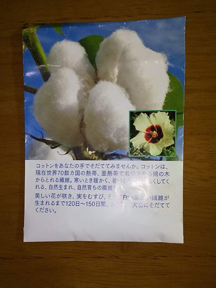 綿の種から棉花栽培 Greensnap グリーンスナップ