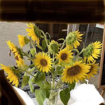 姫ひまわりの投稿画像一覧 Greensnap グリーンスナップ