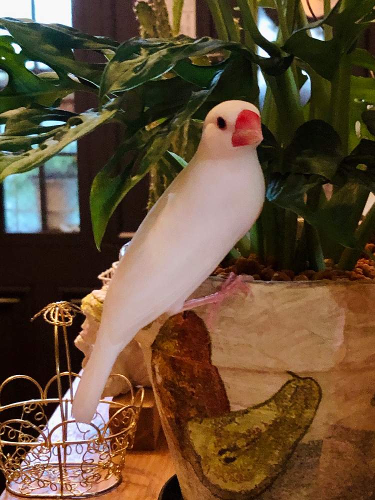 マドカズラの投稿画像 By ೫ 千砂 ೫ さん みどりのある暮らしとおうち園芸と観葉植物のある暮らしと花のある暮らしと文鳥 月8月21日 Greensnap グリーンスナップ