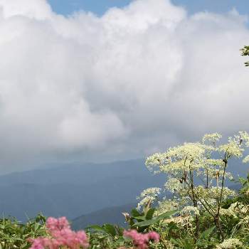 伊吹山 お花畑の投稿画像一覧 Greensnap グリーンスナップ