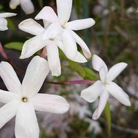 ハゴロモジャスミンの画像