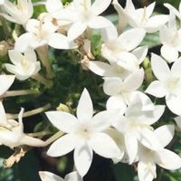 ペンタスの画像