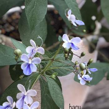 ブルーバタフライ の投稿画像一覧 Greensnap グリーンスナップ